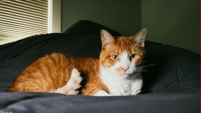 91破解版用户服务全程留痕与隐私保护